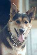 photo de Pacha, berger allemand